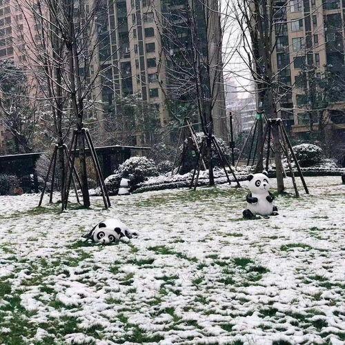成都下雪最新爆料,冬日美景刷屏全网