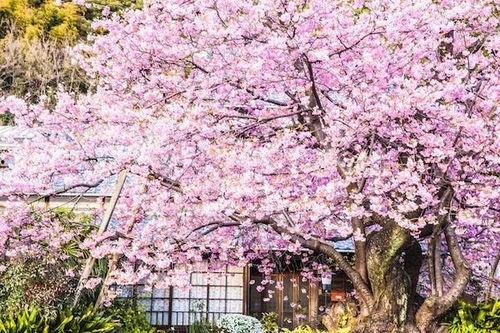 樱花最新爆料更新下载,揭秘神秘事件，下载新内容抢先看！